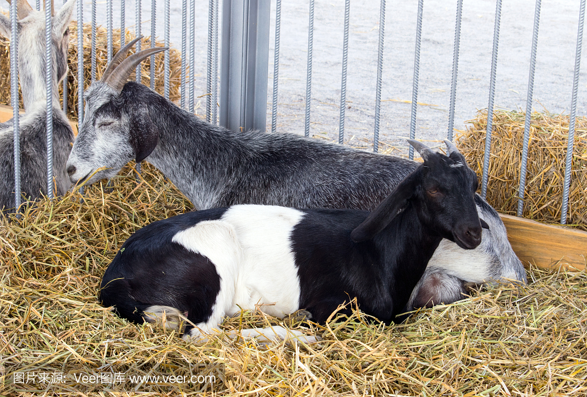 灰山羊和黑白山羊躺在围场的干草上。在农场饲养山羊