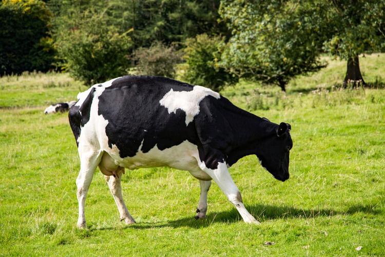 家畜,牛,奶牛,动物奶牛图片 家畜,牛,奶牛