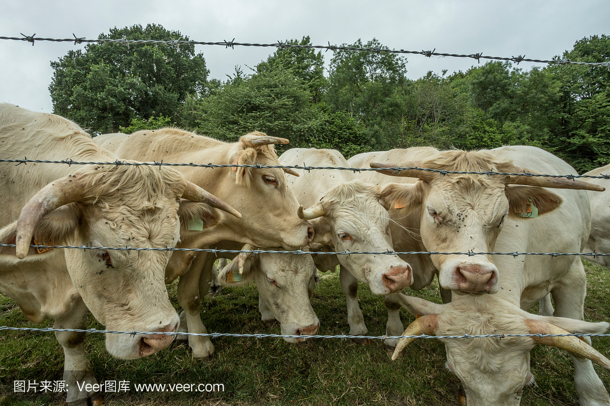法国诺曼底,阳光明媚的一天,牛群在绿色的草地上吃草。养牛,工业农业理念。夏季田园景观,牧场供家畜饲养。