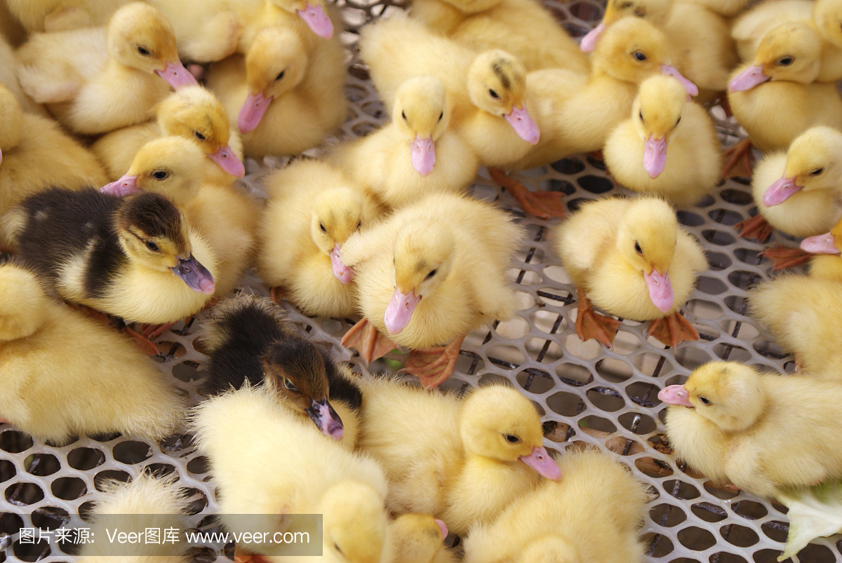 工业家禽饲养场笼养小鸭子新品种