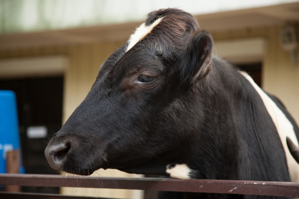 奶牛场奶牛在农场饲养带着疾病在太空饲养牲畜
