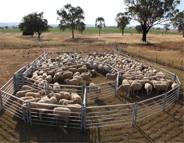 优质低碳钢丝产品牲畜围栏,绵羊围栏,羊围场围栏靠近羊门