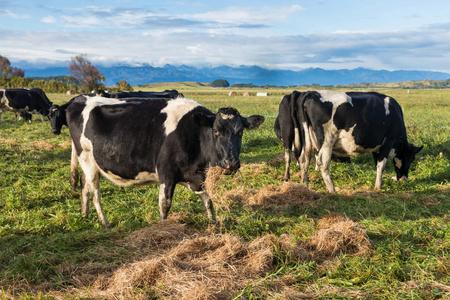 牲畜冬季冬季饲养奶牛照片
