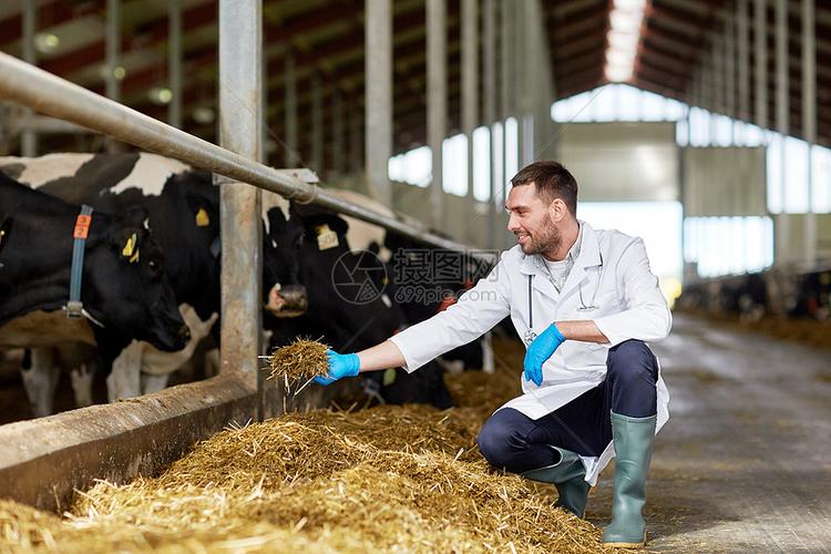 农业农业人类畜牧业兽医医生奶牛场的牛舍喂养奶牛高清图片下载-正版