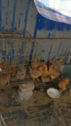 泗洪居民小区饲养家禽 滋生环境问题困扰邻里