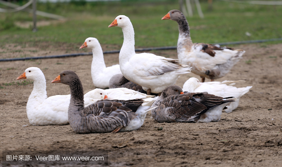 家禽饲养场的一群白鹅
