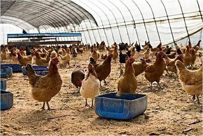 山东省畜牧兽医局 最新动态 家禽产业使用智能化后的前景发展和未来展望