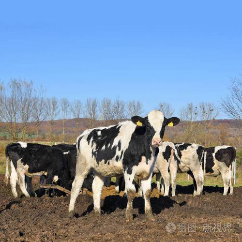 乌克兰卡鲁什2018年10月31日:在卡鲁什市附近的一个奶牛场里饲养牲畜